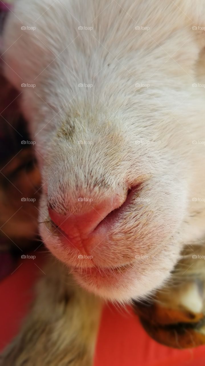white lamb nose