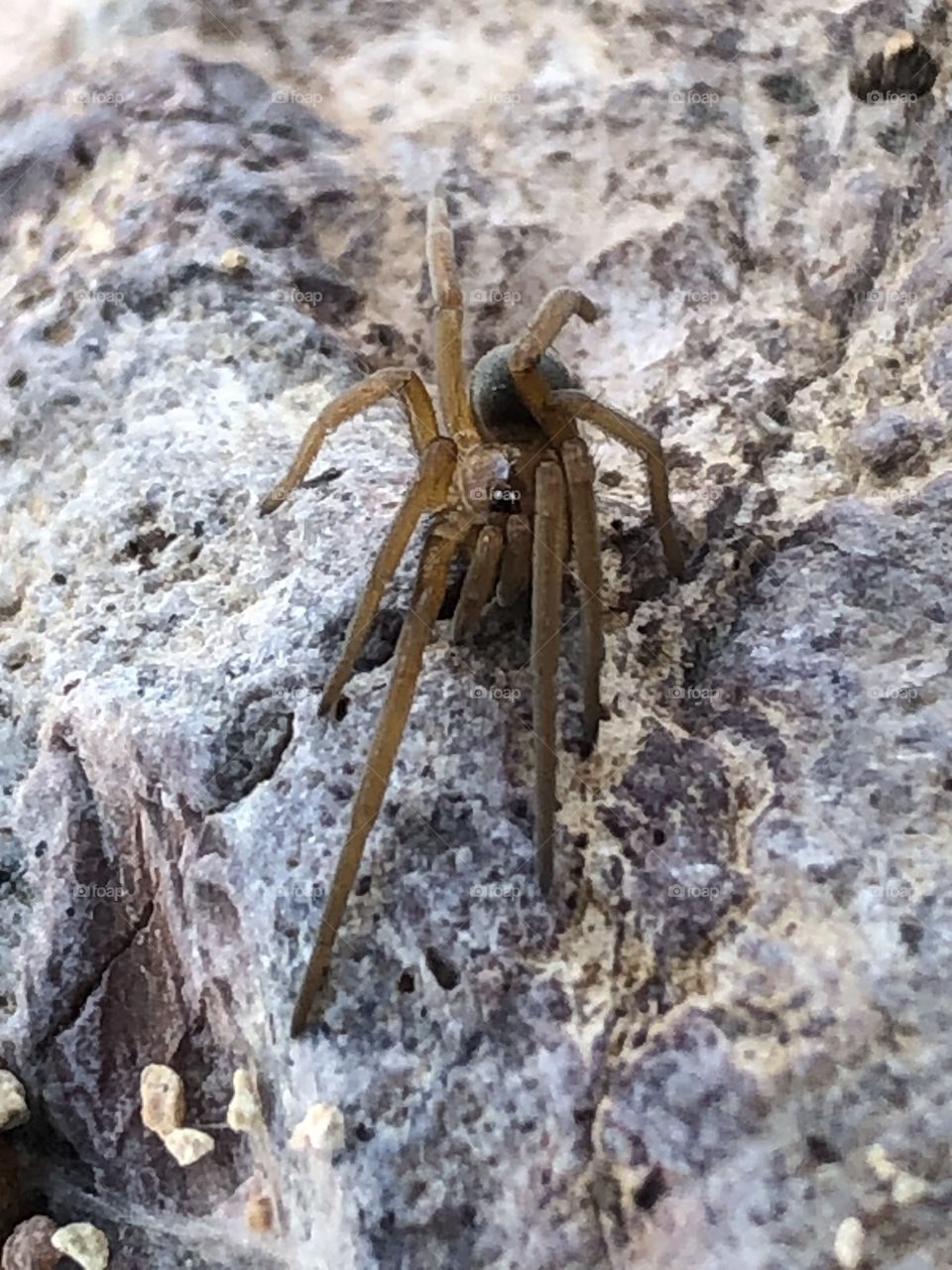 Kukulcania Spider in Arizona 