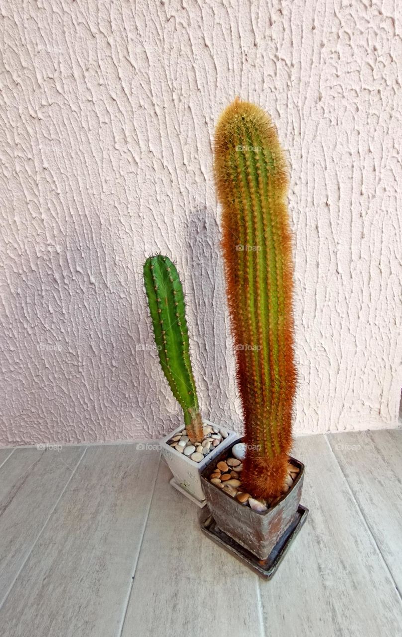 cactus house plants in the pots on a wall background