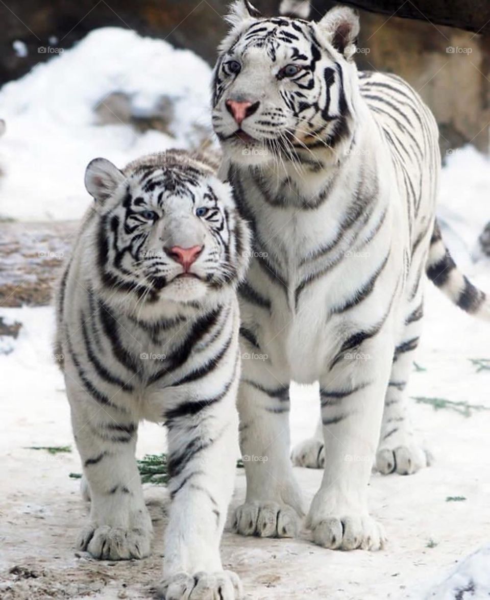 The first sighting of white tiger ever recorded in India is in Akbar Nama a chronicle maintained by the Mughal King Akbar Two white tigers were sighted in 1561 near Gwalior India.