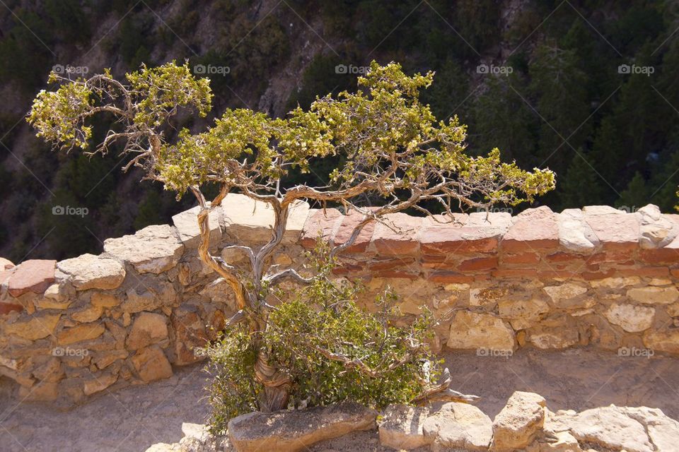 GRAND CANYON, ARIZONA THE GRAND CANYON NATIONAL PARK