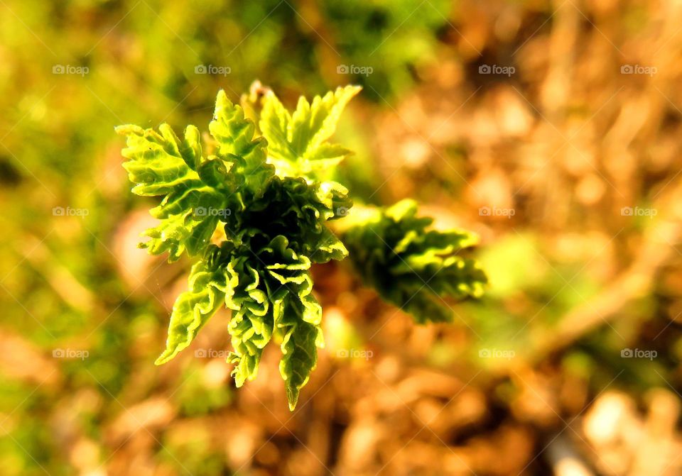 Spring leaves