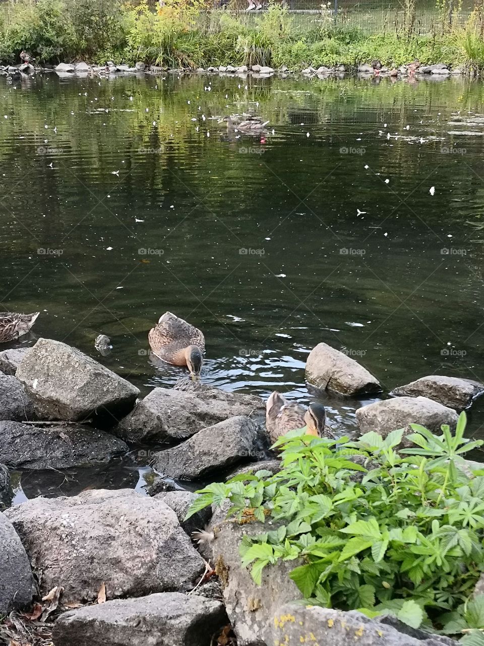 Nature, green, summer, duck