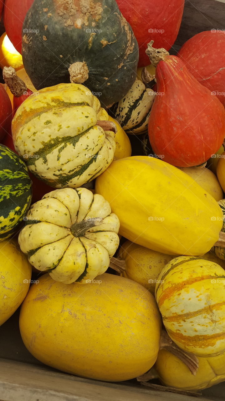variety of squash