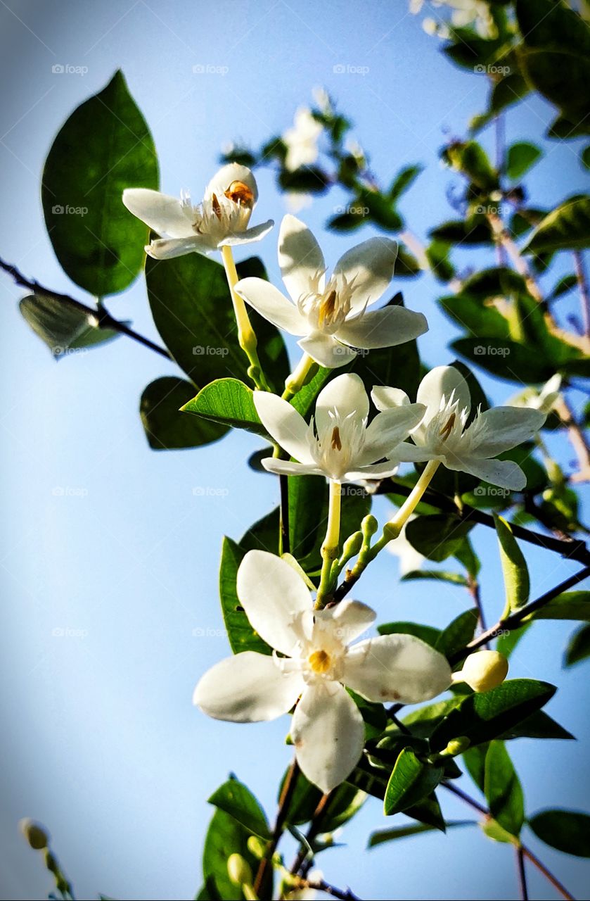 represention of  honesty, purity, and perfection.❤........White flowers...❤