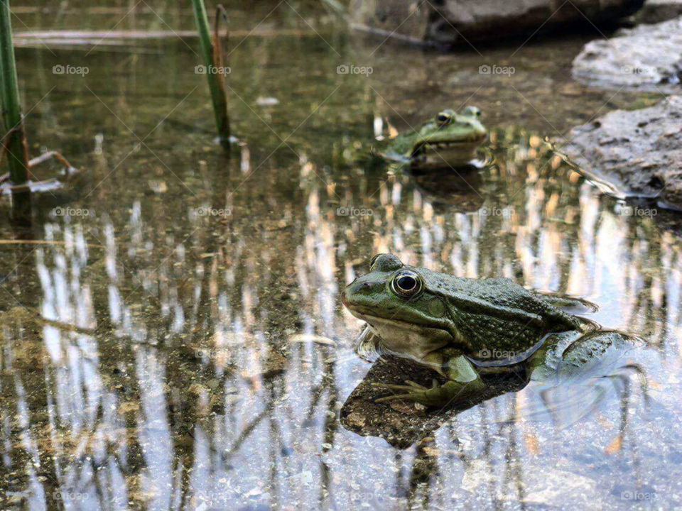 Frogs in the river