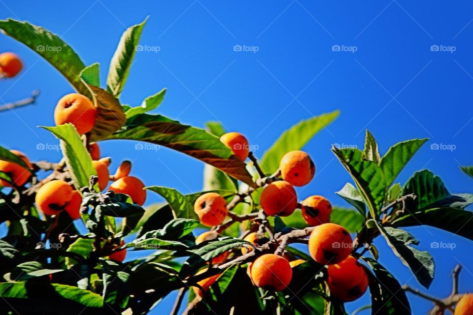 Fruit tree