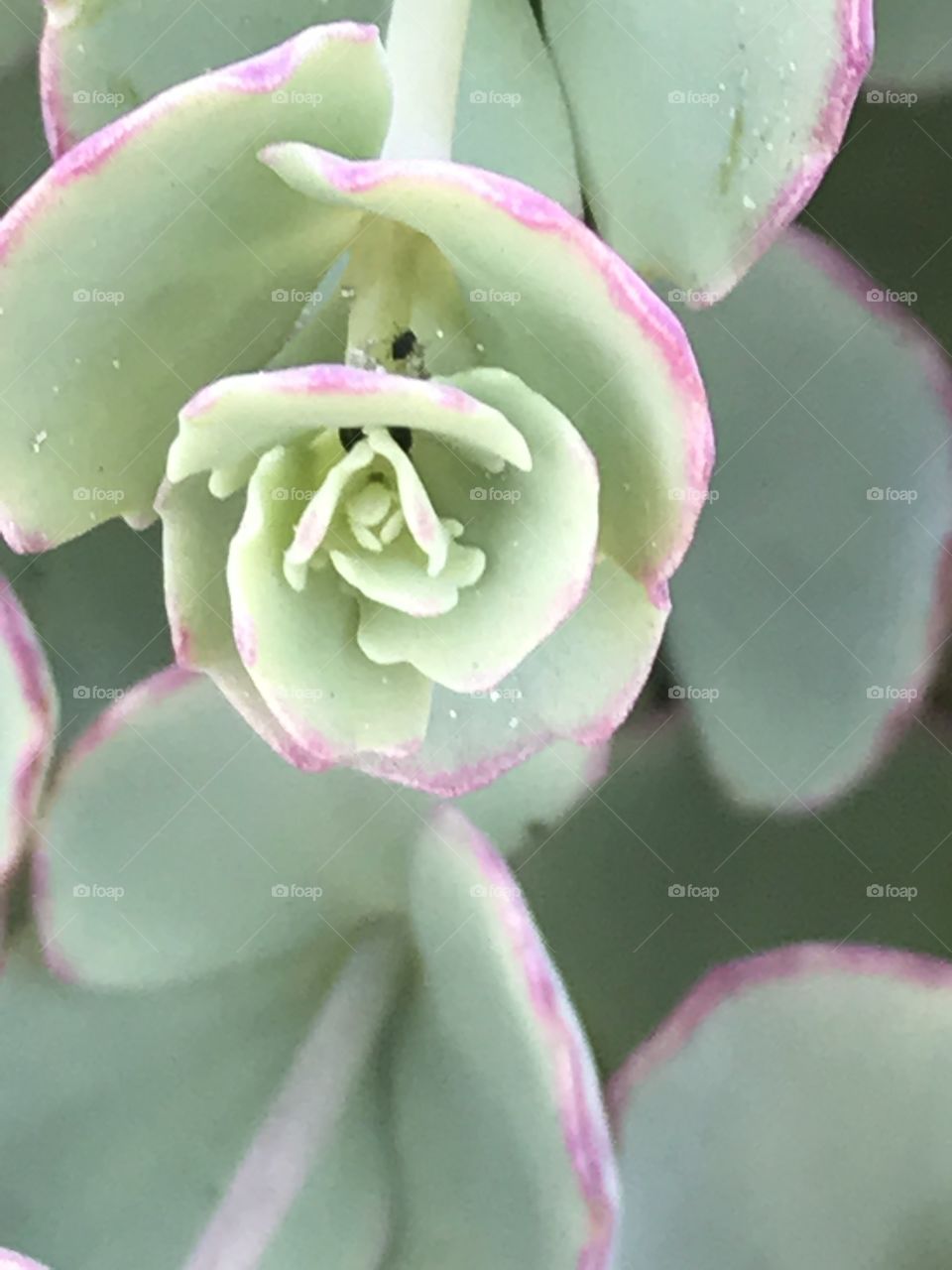 Up close plant outside 