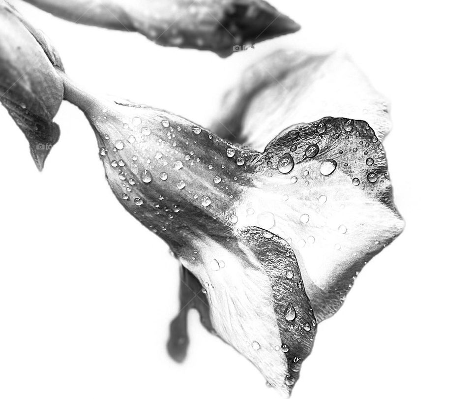 Floral photography - Allamanda - Monochromatic- High contrast style 