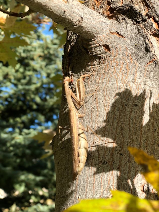 Mantis🦖