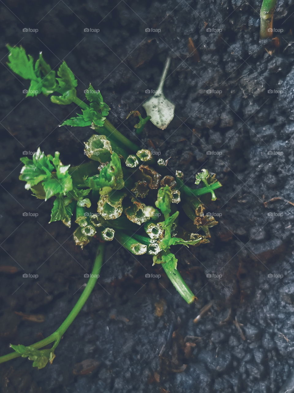 Replanting a vegetable