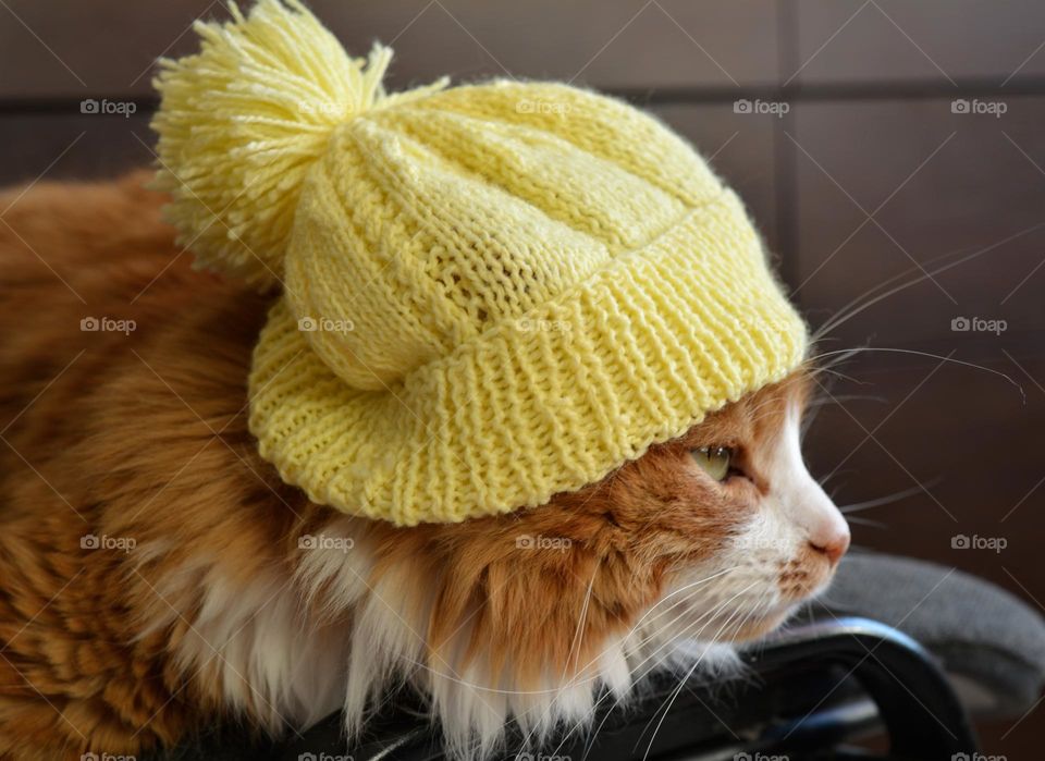 cat in yellow hat 😍 cozy winter