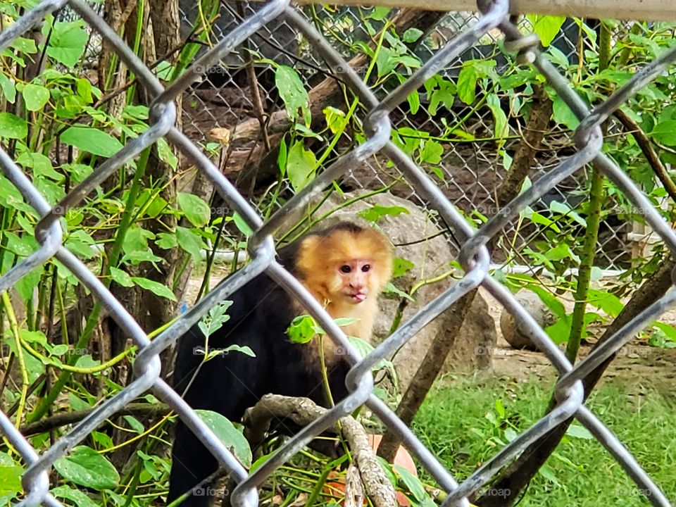 Capuchin