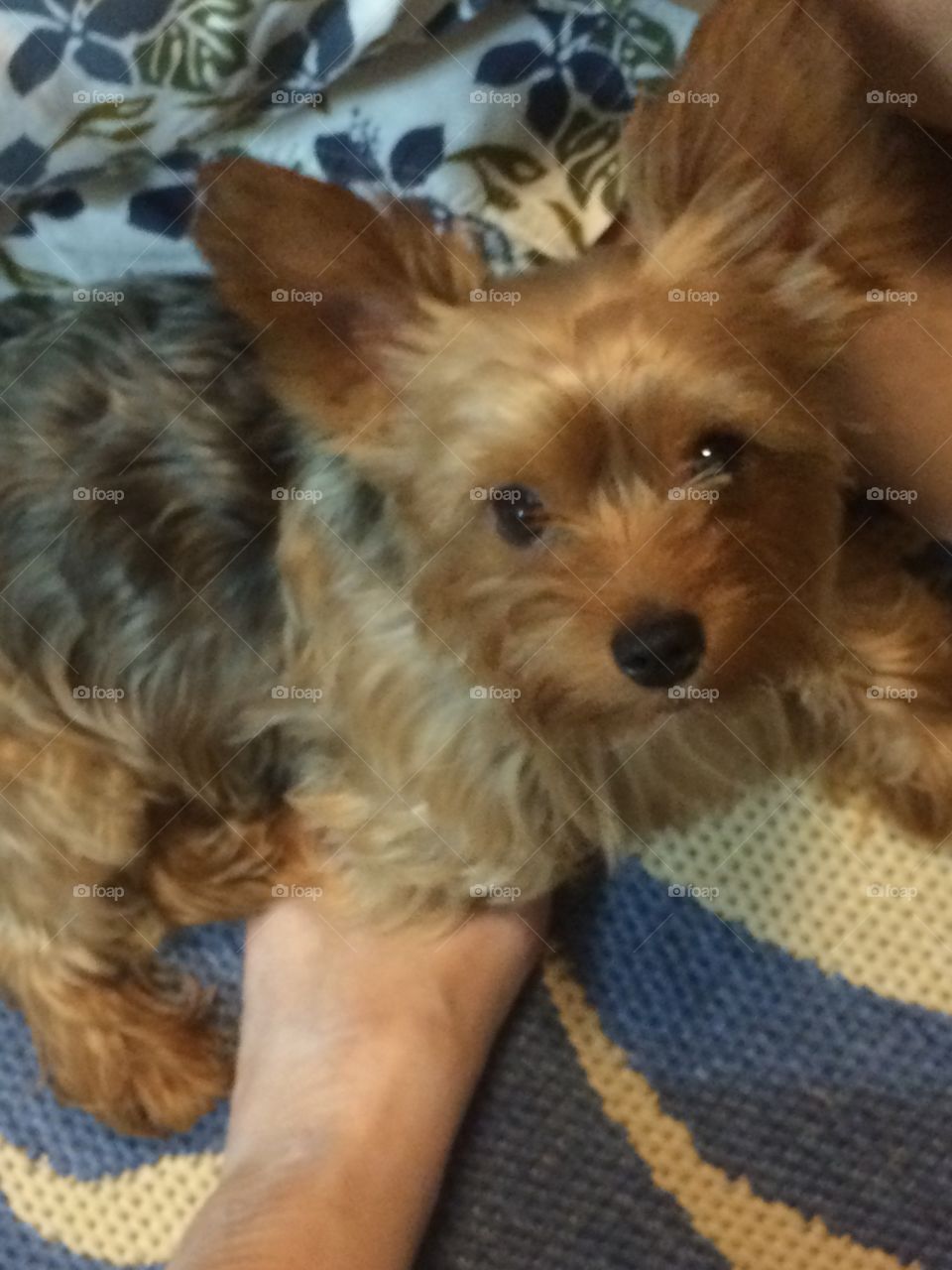 Yorkshire terrier lovely