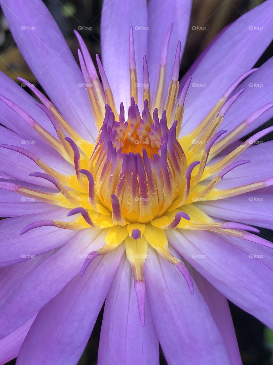 A close up of a purple lotus flower