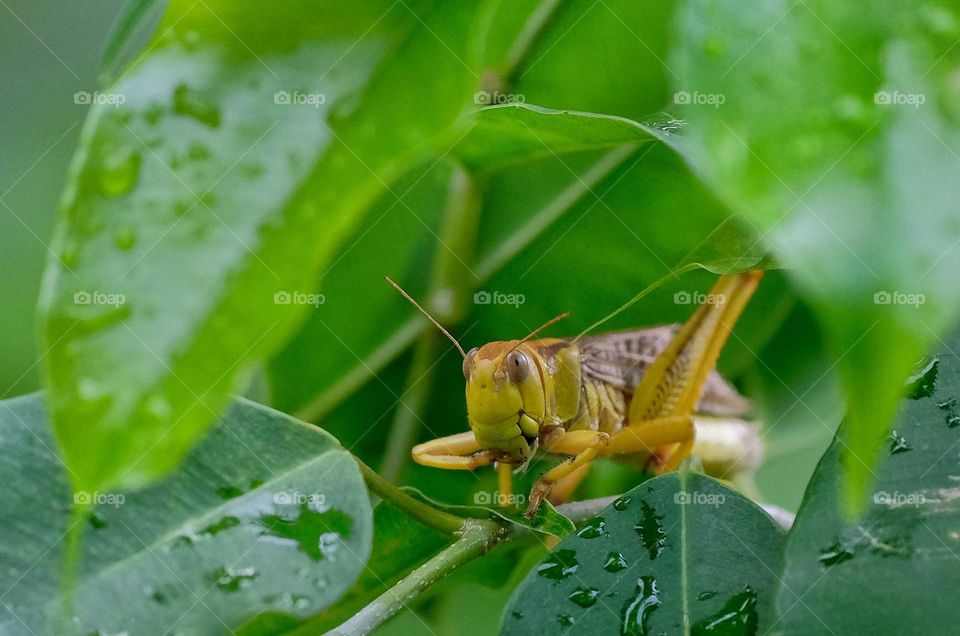 Javanese grasshopper