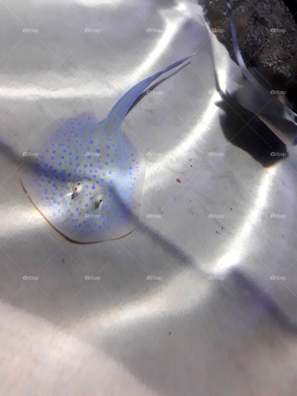 A Visit to the Aquarium