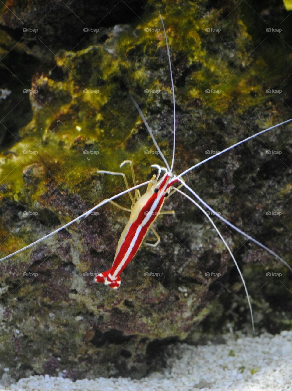 Cleaner Shrimp