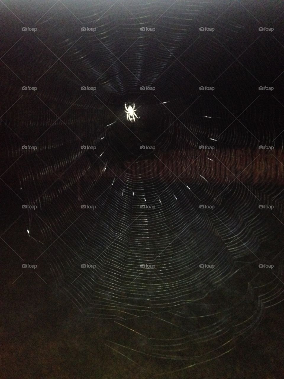 Spider web I thought was pretty awesome 