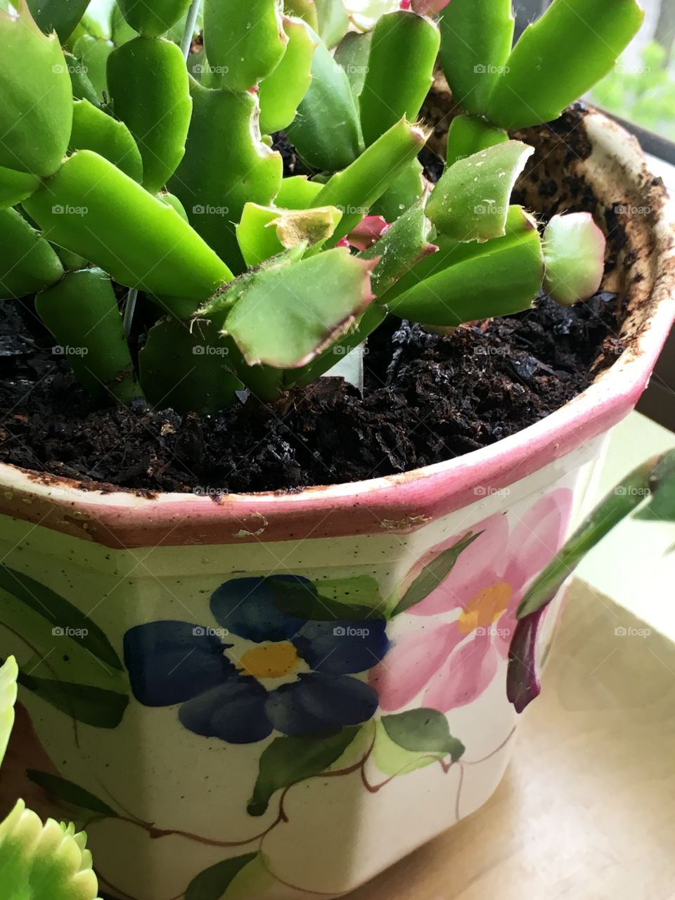 Indoor pot with succulent 