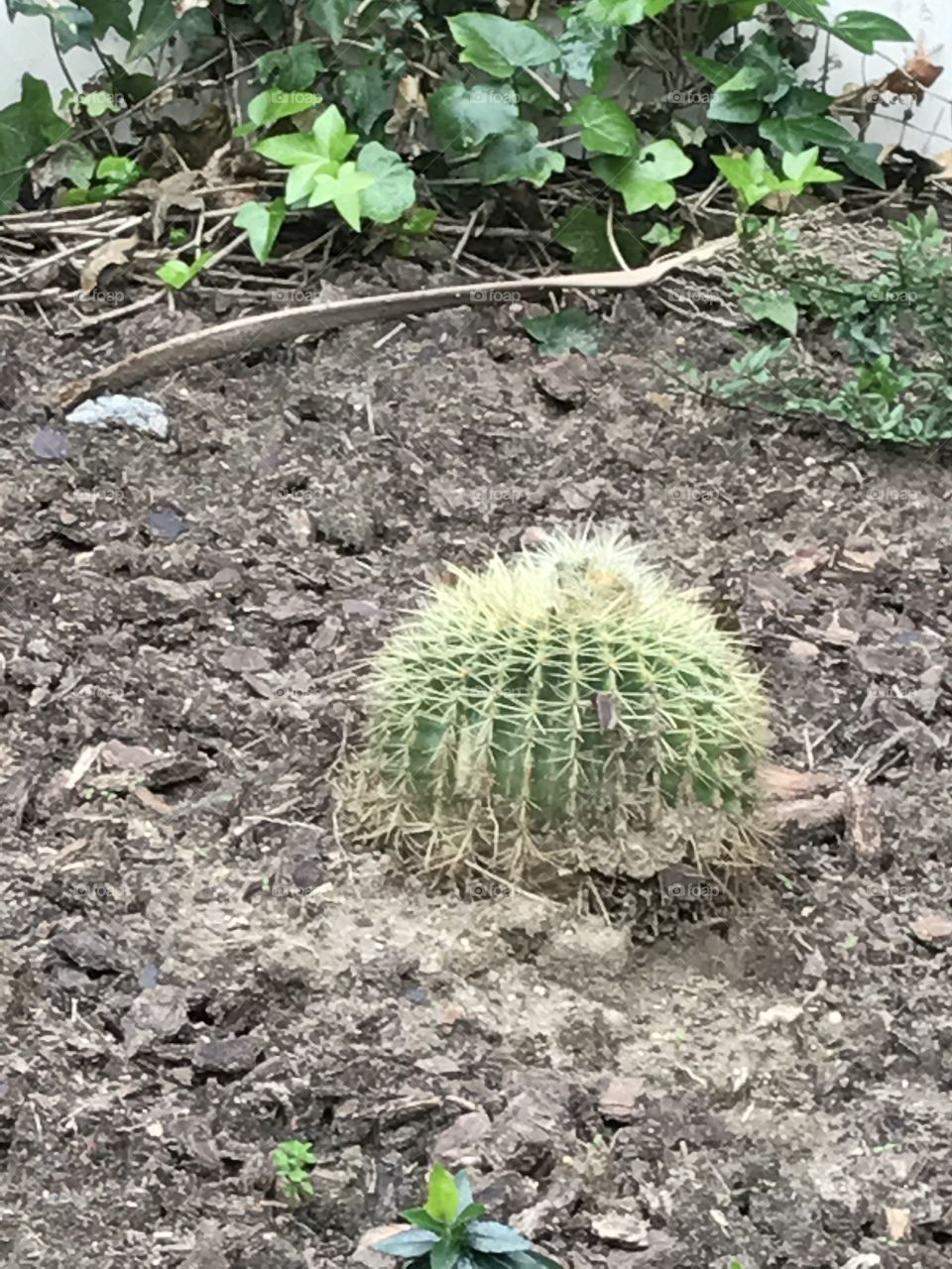 Spring #cactus #nature