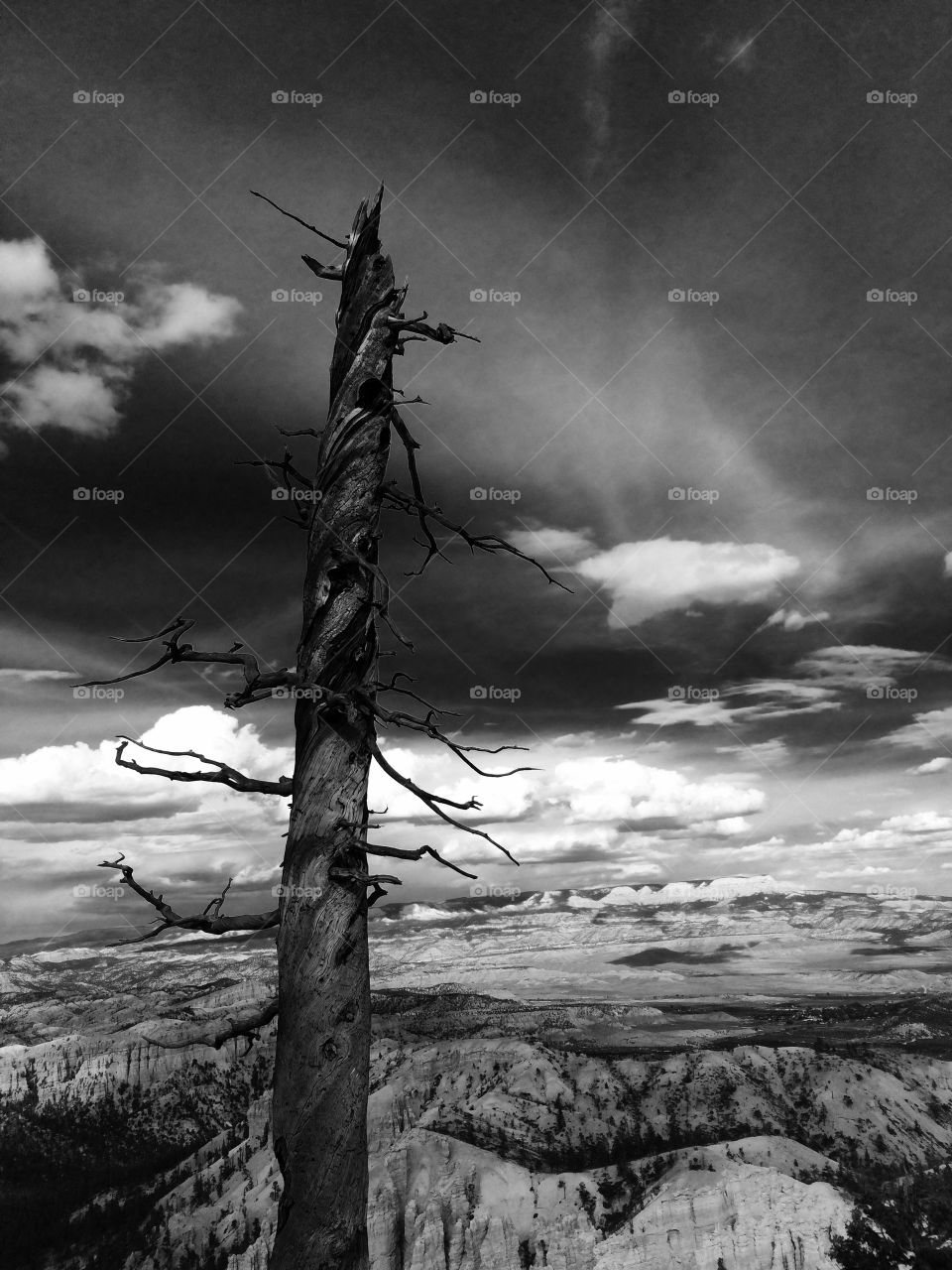 Dead tree on mountain