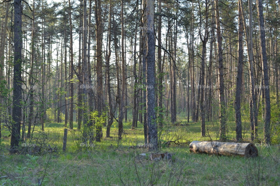 morning in the forest