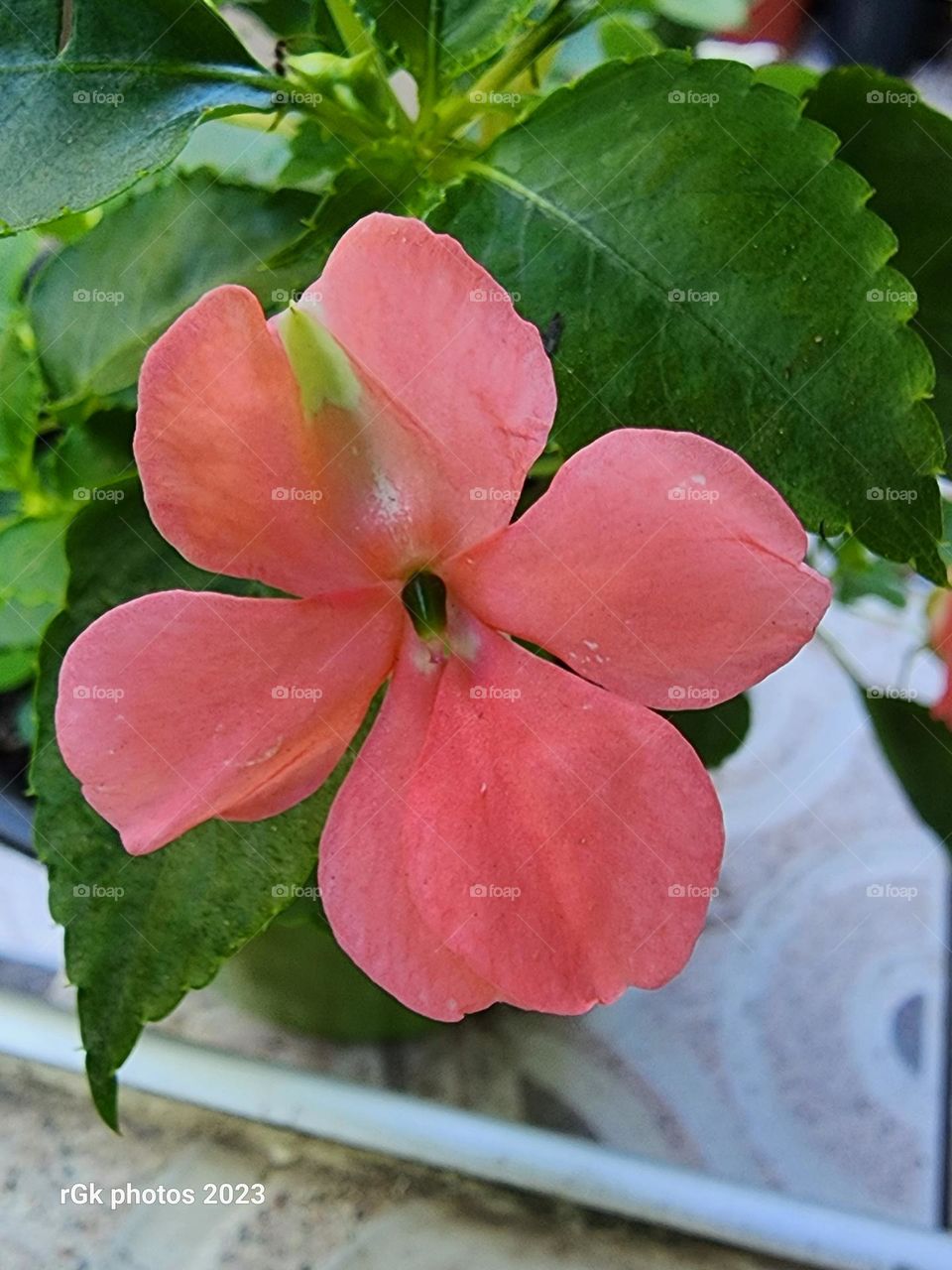 peach impatience bud