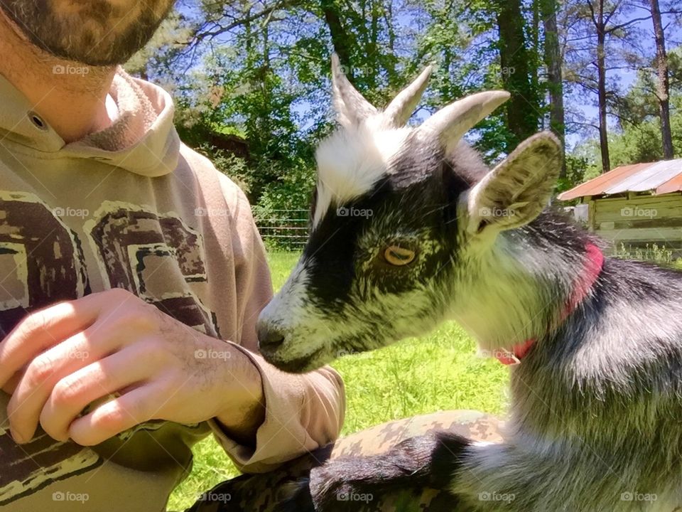 Lila the goat