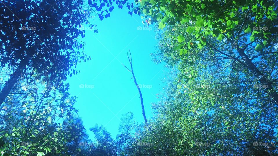 Tree Top Silhouette Foliage Skylight