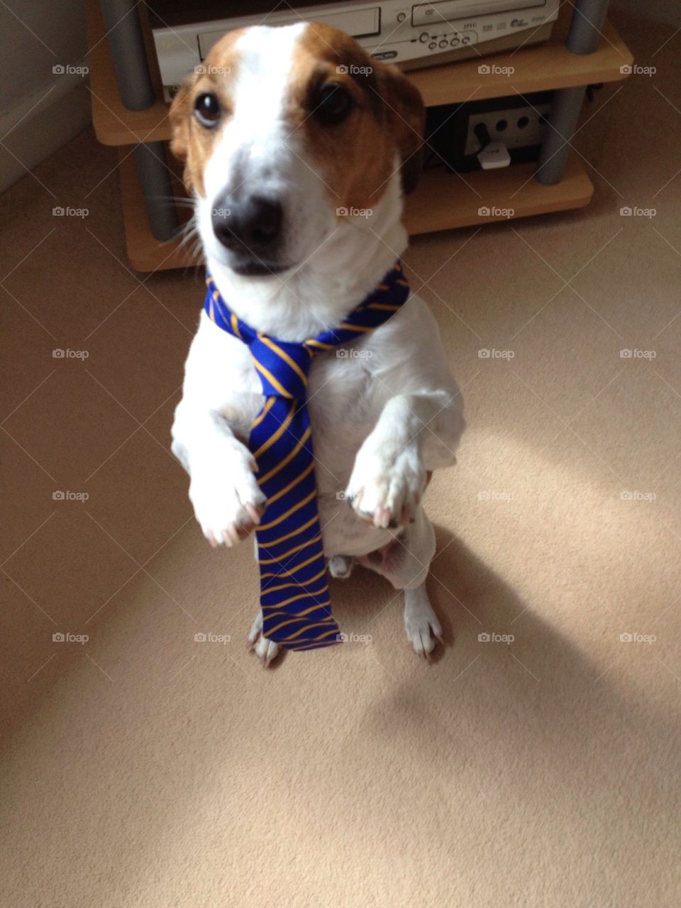 Dog going for a job interview