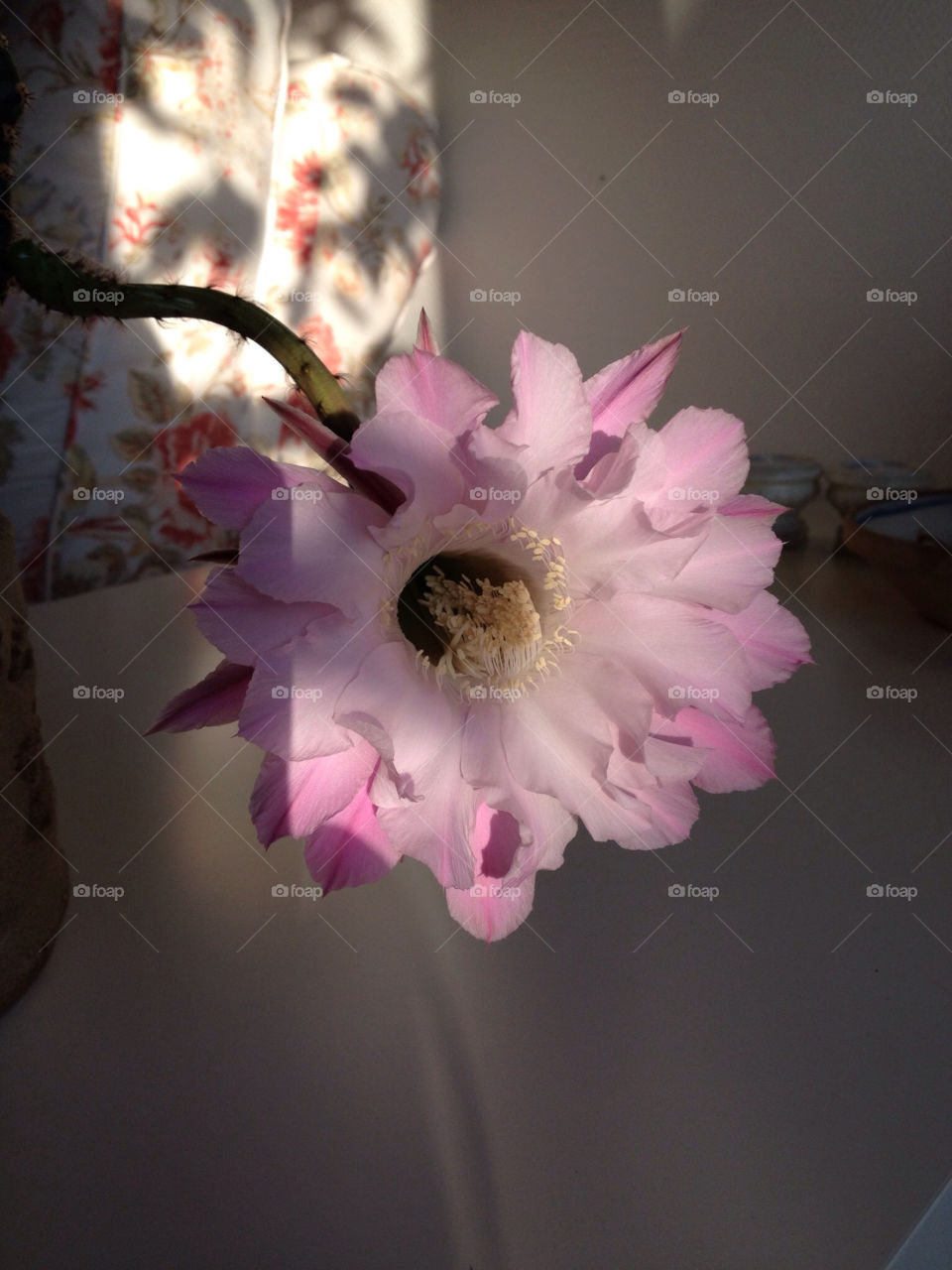denmark blooming cactus ørsted by Markos