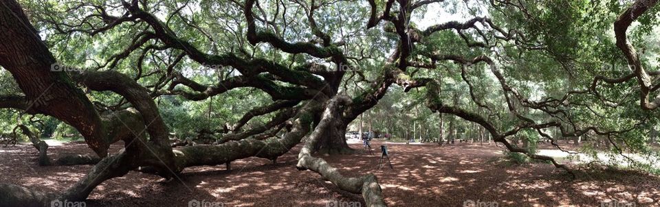 Angel Oak