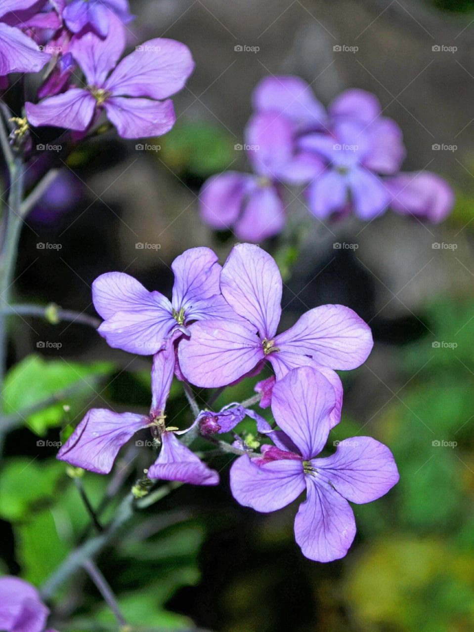 Spring Flowers - Viola