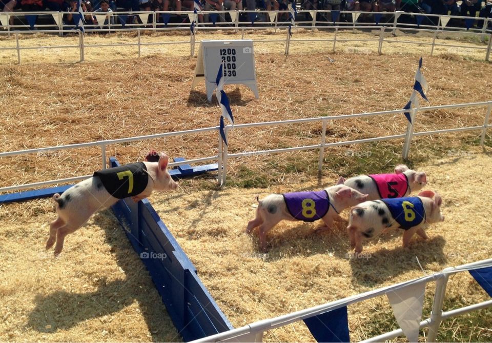 Pig Race Ventura  County Fair
