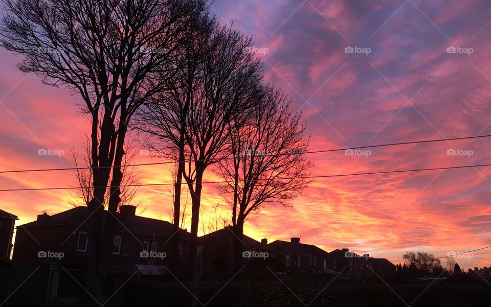 Trees at sunrise 