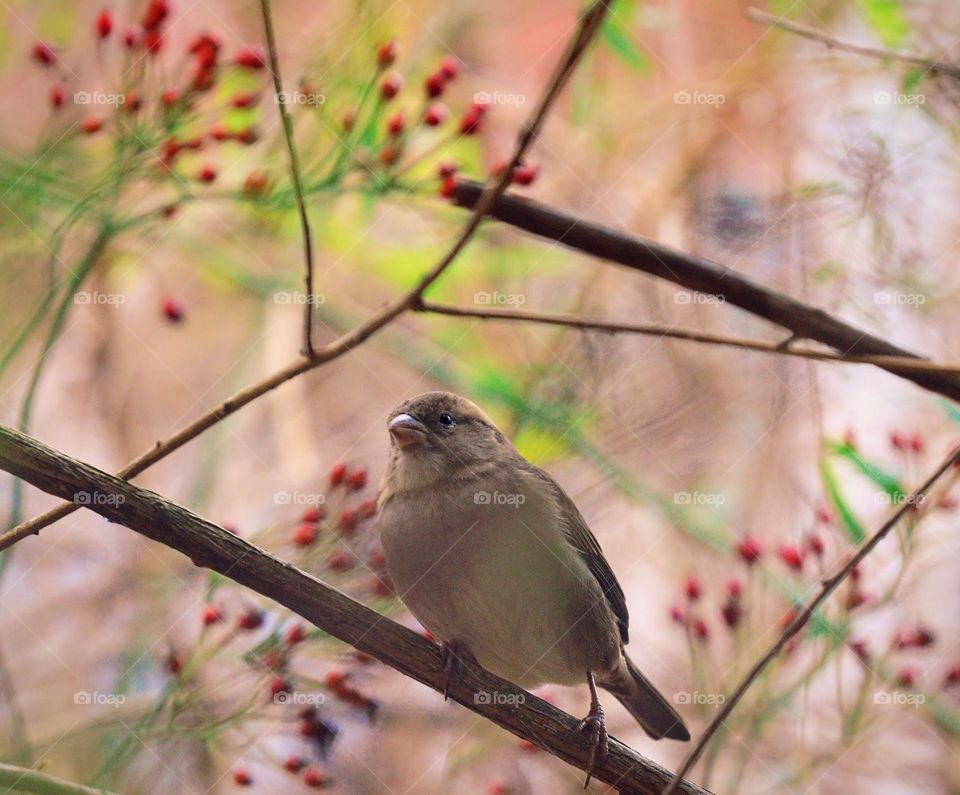 A sparrow on the branch