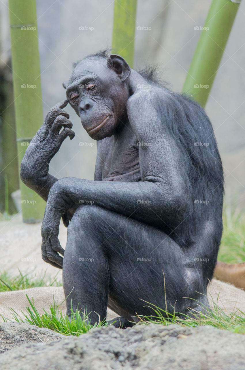 Bonobo monkey sitting and pointing to his head, thinking. 