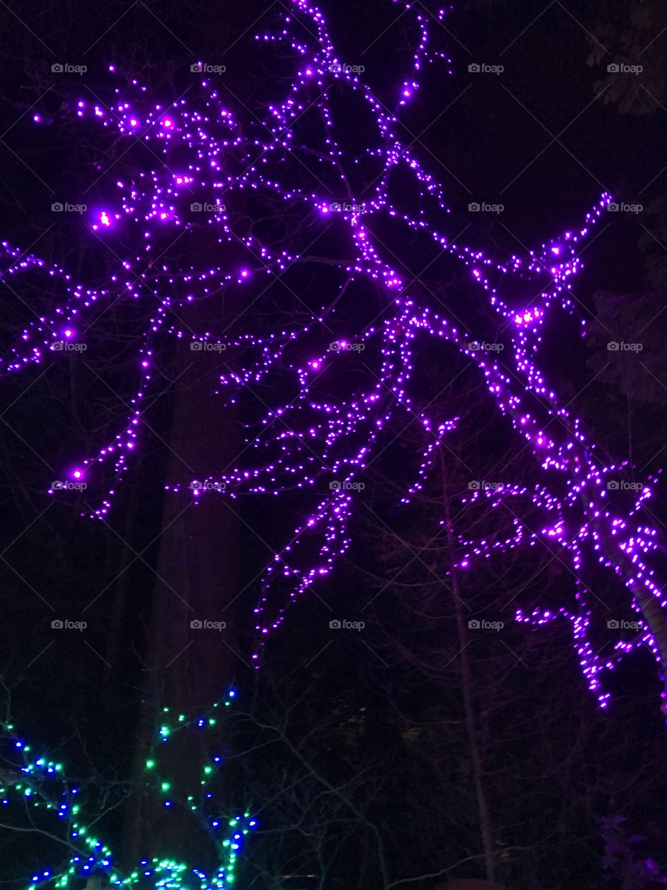 Festival of Lights Christmas in Portland 