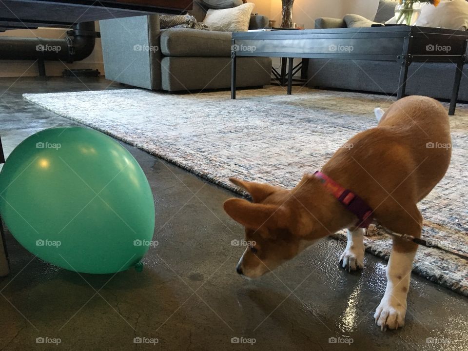 Corgi puppy playing with a green balloon in a living room