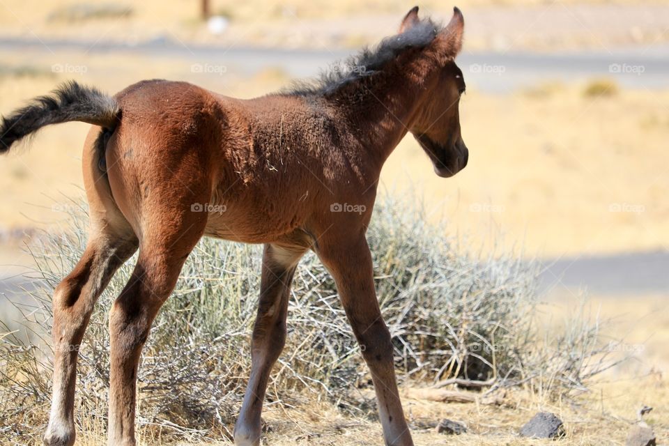 Wild American mustang colt in the high Sierras of Nevada 