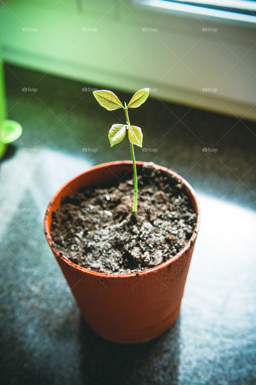 High angle view of potted plant