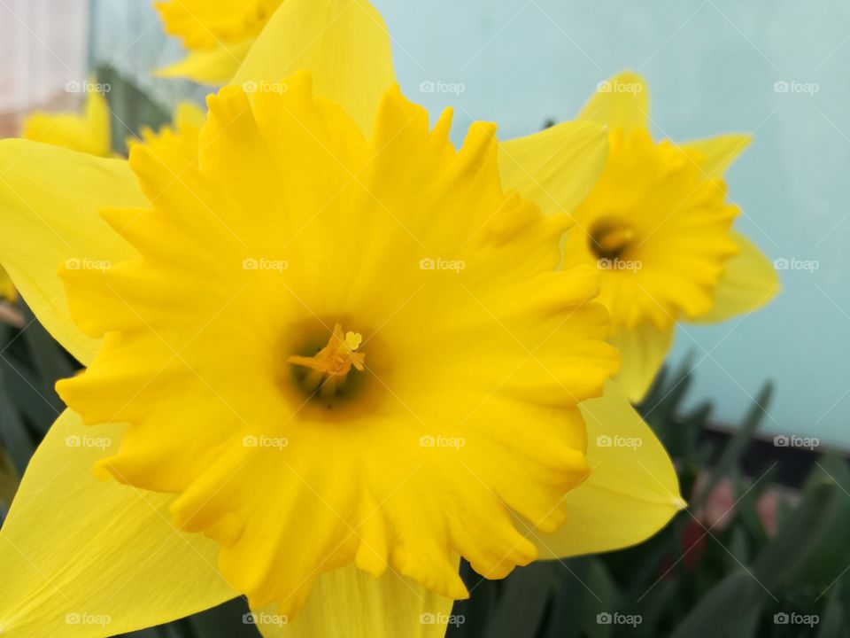 Narcissus. Near to the spring