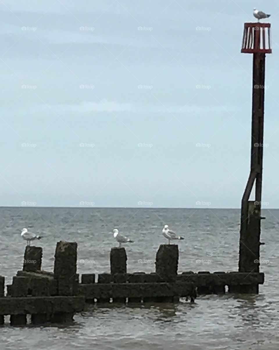 Sea gulls meeting