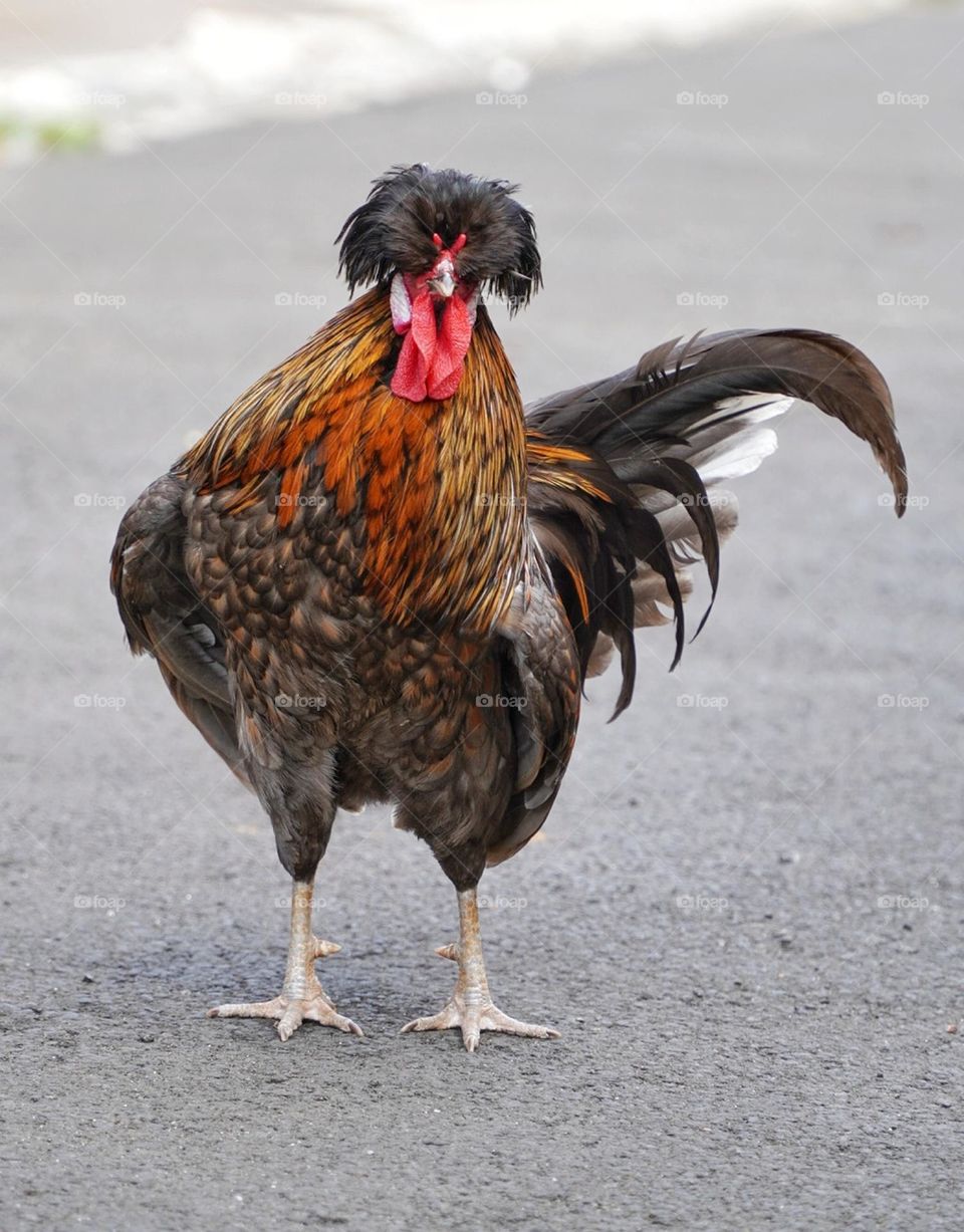 beautiful crown feathers rooster Poland- chicken
