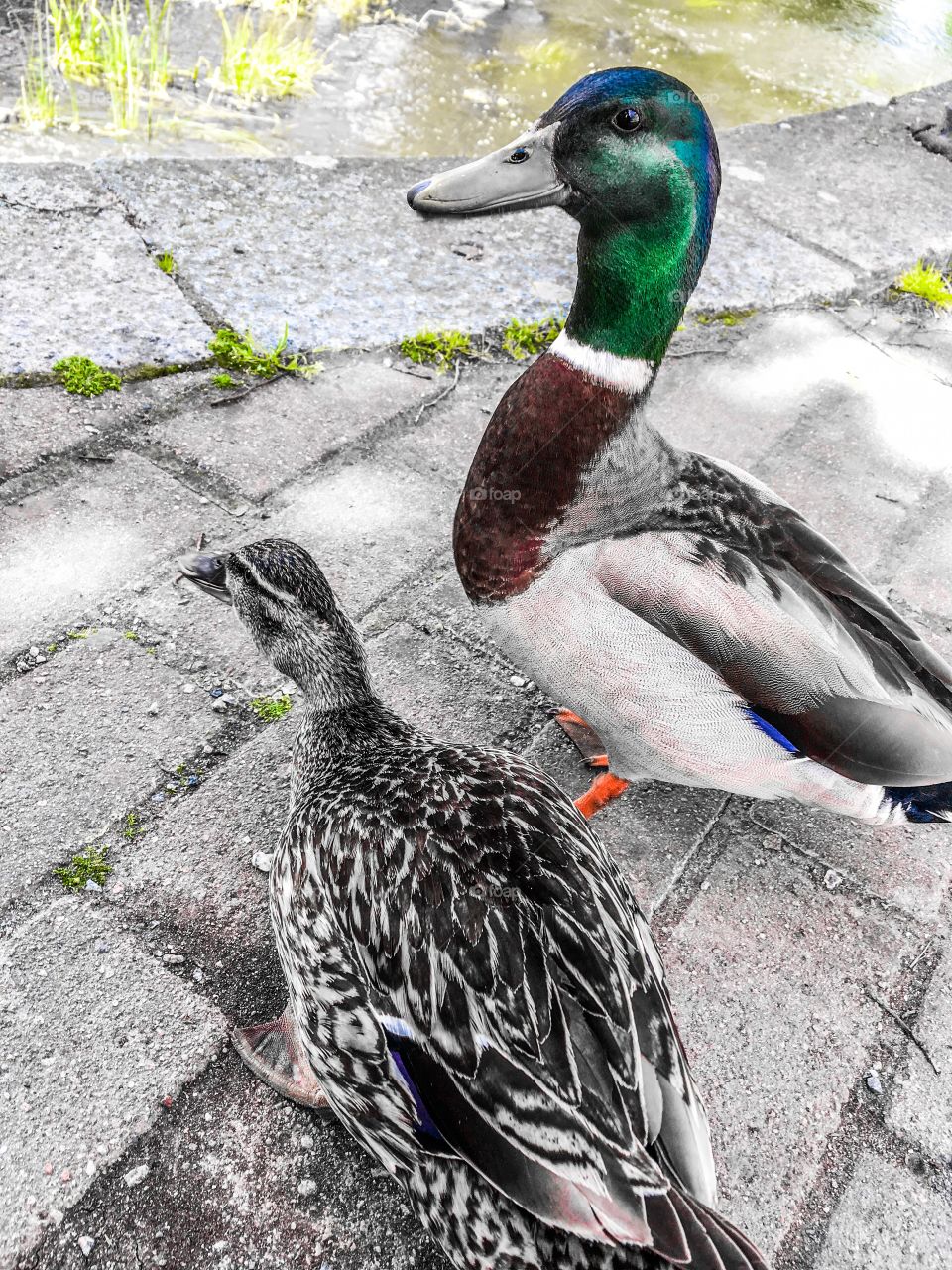 Curious ducks, male and female
