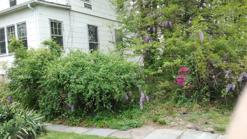 Wisteria and magenta azaleas at the side of a 19th Century house