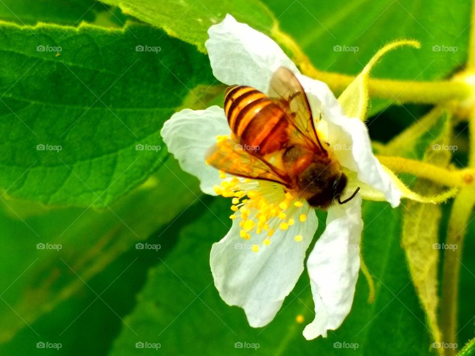Bee and flower