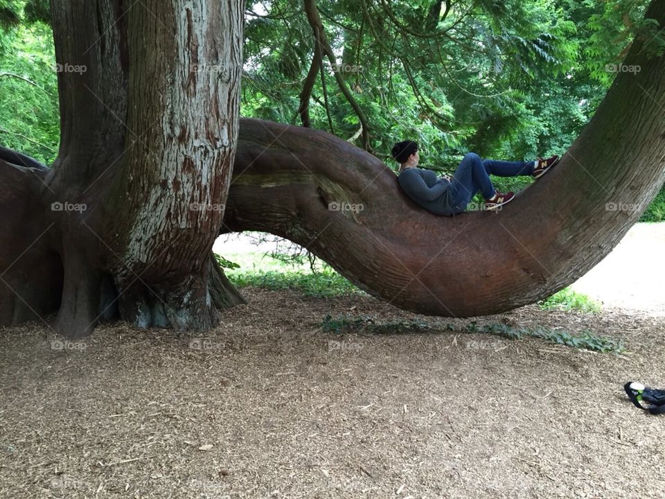 Perfect limb to relax on in Ireland