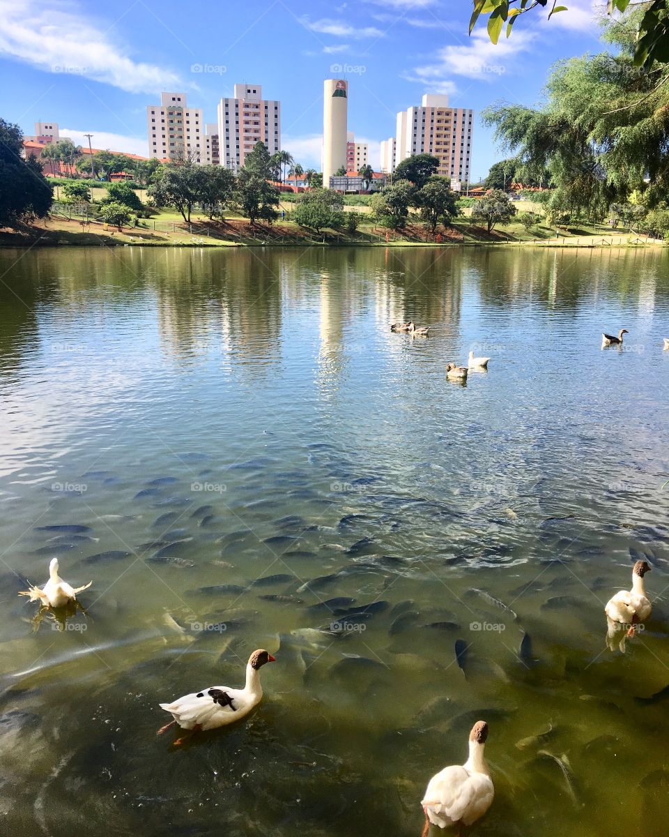 🇺🇸 An incredible photograph of the Eloy Chaves Botanical Park, in Jundiaí.  How not to be inspired by nature? / 🇧🇷 Uma fotografia incrível do Parque Botânico Eloy Chaves, em Jundiaí. Como não se inspirar com a natureza? 
